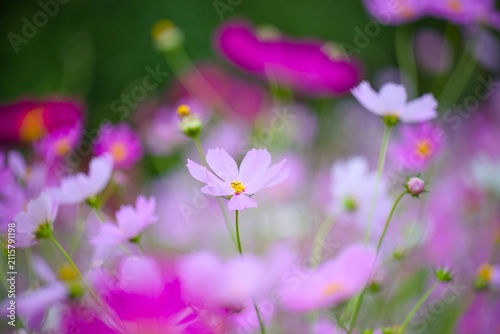 コスモスの花