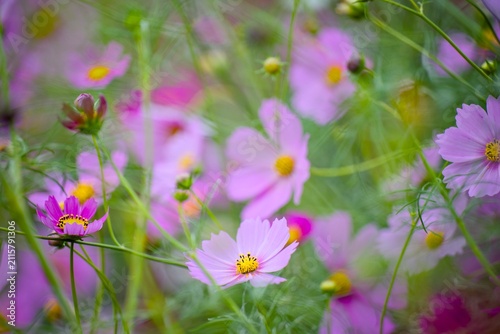 コスモスの花