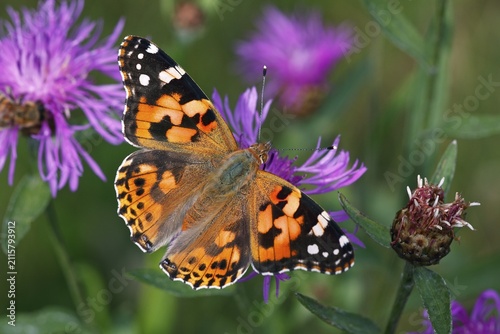 Thistle Butterfly, Painted Lady (Vanessa cardui, Cynthia cardui) sitting on a flowering Brown Knapweed, Brownray Knapweed (Centaurea jacea)