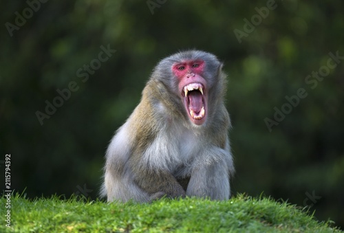 Japanese macaque (Macaca fuscata), threatening gesture, shows the teeth, captive
