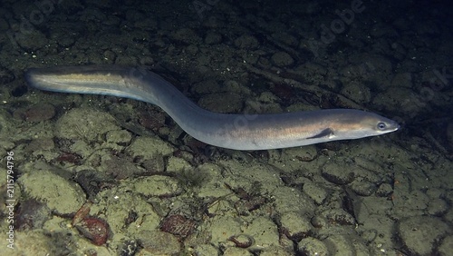 European eel (Anguilla anguilla) at night, Zollbrücke dive site, Rheinau, Rhine, Hochrhein, Switzerland, Germany