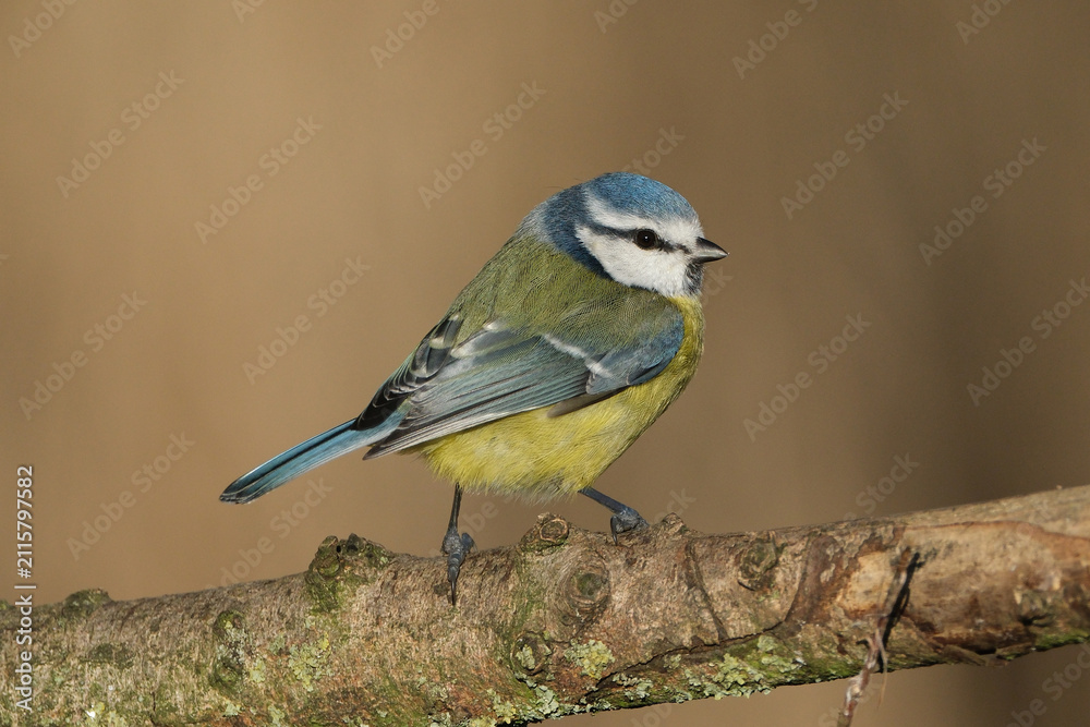 Obraz premium Eurasian blue tit (Cyanistes caeruleus) perched on a tree branch in a natural forest habitat, close-up profile view of a vibrant wild songbird