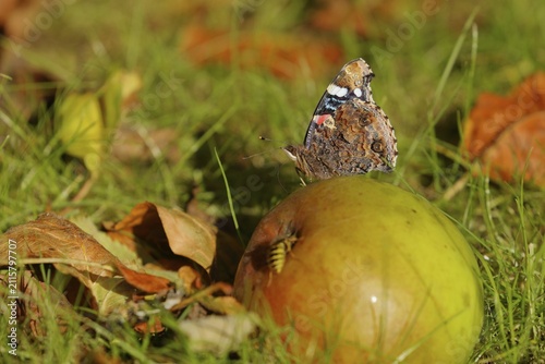 Red admiral (Vanessa atalanta), butterfly sitting with closed wings on an apple and sucking juice, fallen fruit, North Rhine-Westphalia, Germany