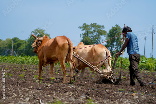 Cuadro en lienzo Traditional farmer guiding a pair of bullocks with a wooden plough to prepare fertile farmland