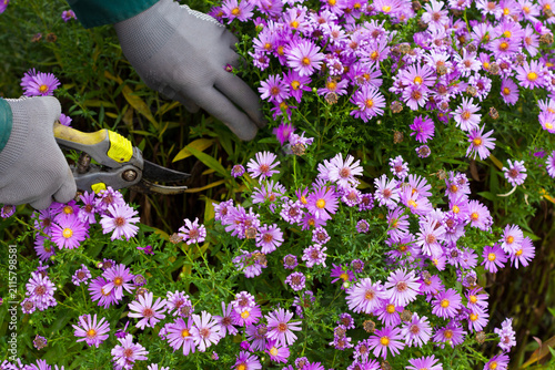 Woman pruning violet blue color bushy asters in autumn time in garden, gardener prepares flowers asters for winter time in autumn, gardeners works ín autumn time in garden