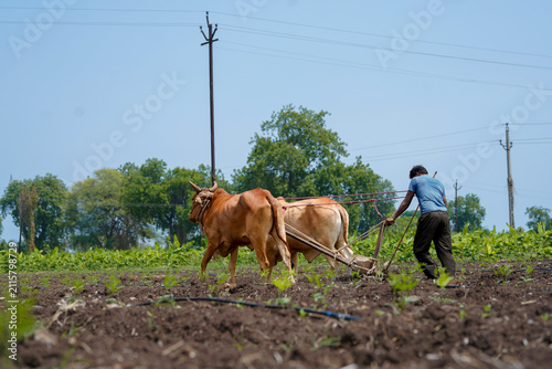Cuadro en lienzo Traditional farmer guiding a pair of bullocks with a wooden plough to prepare fertile farmland