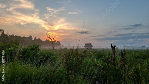 Bild auf Leinwand Wide perspective of high green wild grass and weeds growing in a misty countryside field under a soft early morning twilight sky
