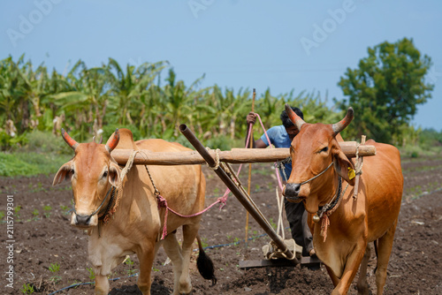 Konstfotografi Traditional farmer guiding a pair of bullocks with a wooden plough to prepare fertile farmland