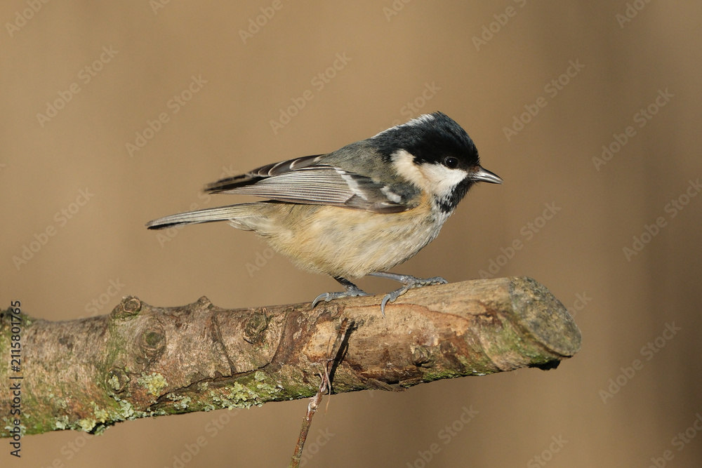 Fototapeta premium Coal Tit (Periparus ater) perched on a mossy tree branch with a clean blurred background