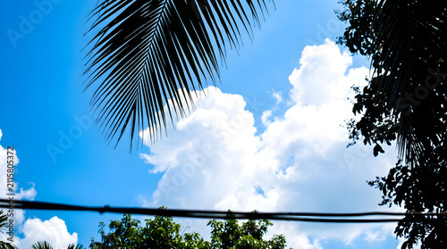 Palm leaves cast shadows against a vibrant azure sky with scattered cumulus clouds.
