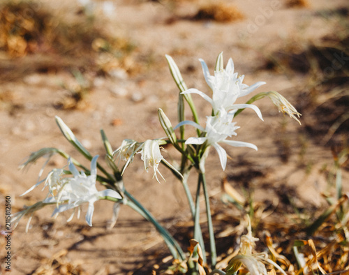 Fotografie white flowers on the coastline