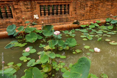 Photography Beautiful Lotus flower with green leaves,Pink and white Lotus 's flowers are in the pool and wild forest,Lily pads with blooming pink water lilies in park or water garden