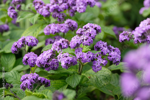 Photography Purple Heliotropium arborescens 'Lord Roberts' cherry pie in flower