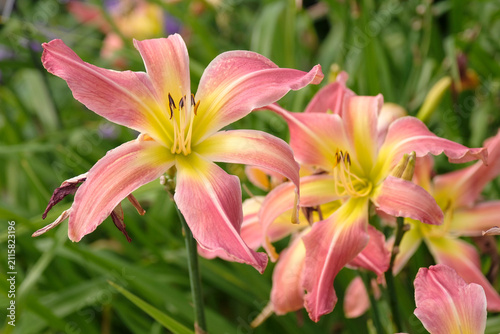 Pink and yellow Hemerocallis ‘Webster’s Pink Wonder’ daylily, in flower.
