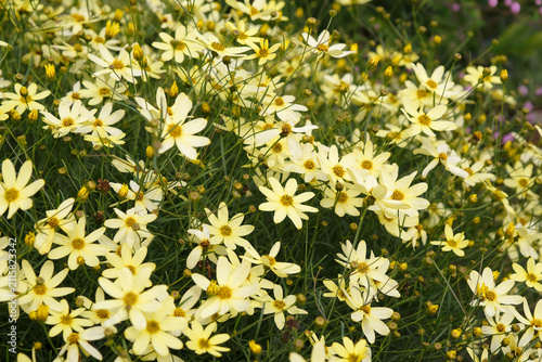 Yellow Coreopsis verticillata ‘Moonbeam’ tickseed in flower.