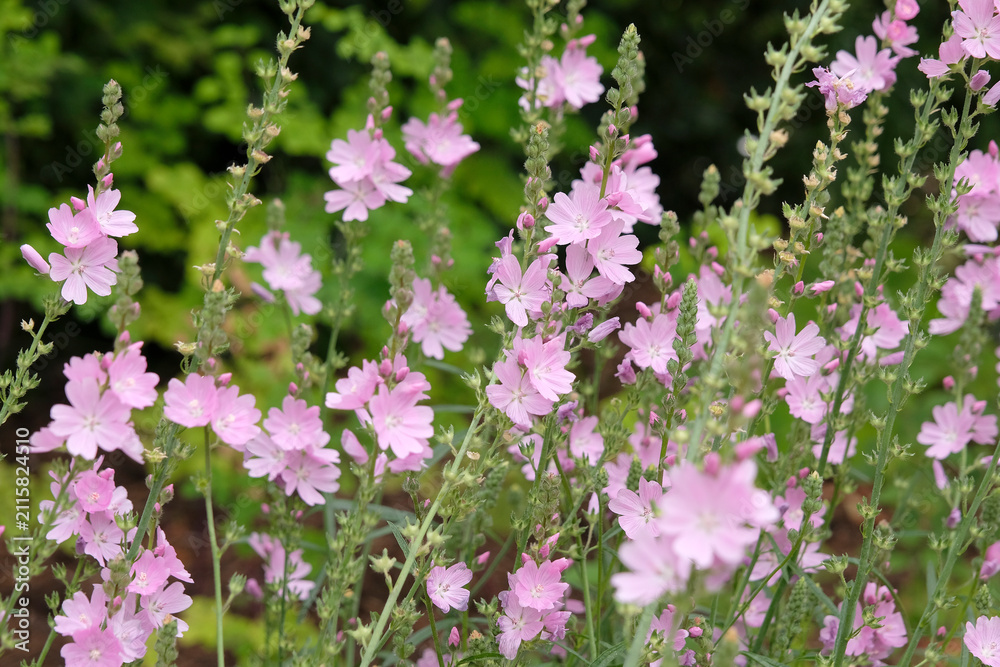 Fototapeta premium Pale pink Sidalcea Rosaly, Prairie Mallow, in flower.