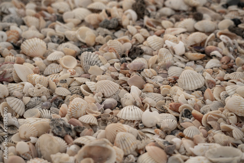 Fotografía sea shells beige background tropical