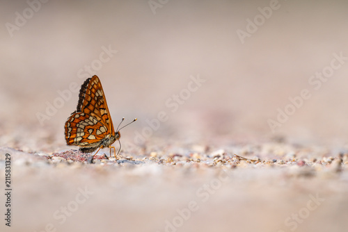 Scarce fritillary butterfly (Euphydryas maturna) resting on sandy ground in wild nature in Zvarde, Latvia.