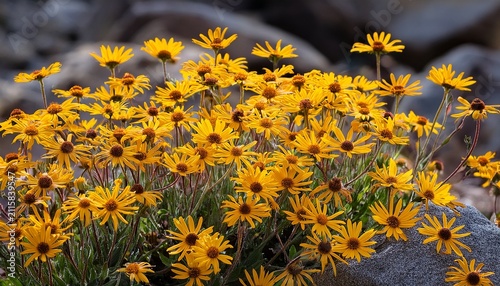 Wild Plant Blackfoot Daisy Rock Daisy Plains Blackfoot Arnica