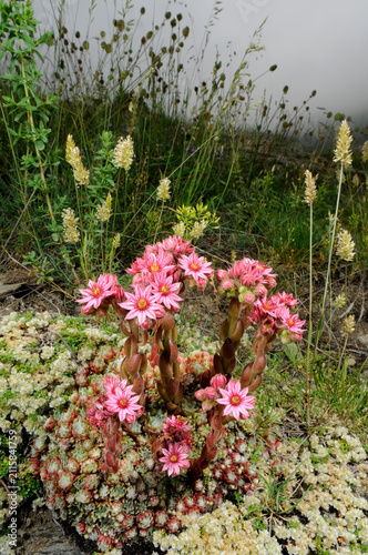 Cobweb house-leek // Spinnweb-Hauswurz, Spinnenhauswurz (Sempervivum arachnoideum) - Val d’Aran, Spain