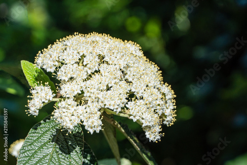 Konstfotografi Leatherleaf Viburnum features clusters of small, creamy-white blooms against dark green, leathery leaves
