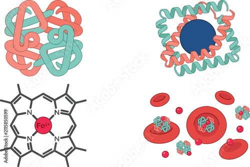 Foto Protein Structure and Blood Cell Vector Collection with Hemoglobin, Iron Molecul