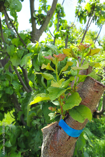 Quadro su tela Successful fruit tree graft with new green shoots growing from a wrapped branch