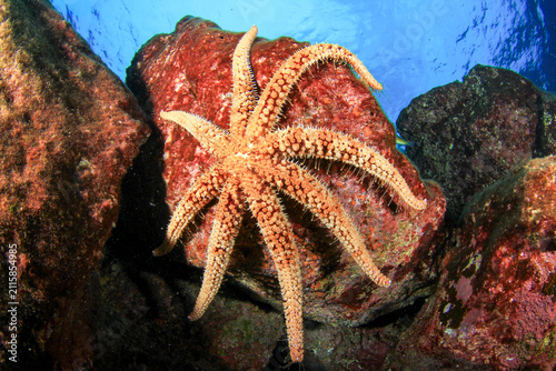 A yellowish, rough-textured starfish moves across a rock near the sea's surface.