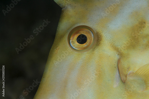 Close-up of a yellow-toned pe's eye during a nighttime session