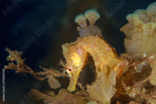 A yellow seahorse in its comfort zone among the seaweed