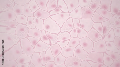 Canvastavla Microscopic view of cells with nuclei