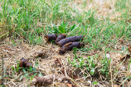 Foto Dog feces on the ground
