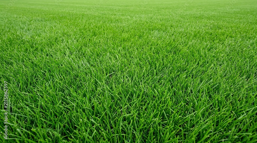 Obraz premium Lush Green Grass Field Under Bright Sky in Nature