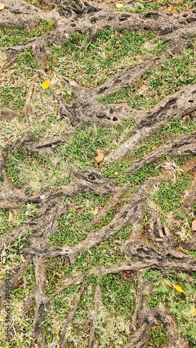Large tree roots emerging from the ground, surrounded by grass; the tree stands in the center of a public park with a warm tropical climate—even in the morning—making it an ideal spot to refresh the s