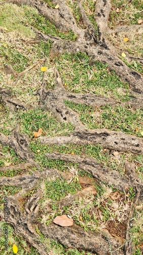 Large tree roots emerging from the ground, surrounded by grass; the tree stands in the center of a public park with a warm tropical climate—even in the morning—making it an ideal spot to refresh the s