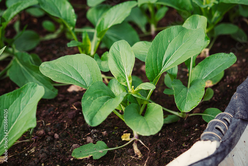 Bild auf Leinwand Healthy Bok Choy Plant Growing in Organic Garden Soil