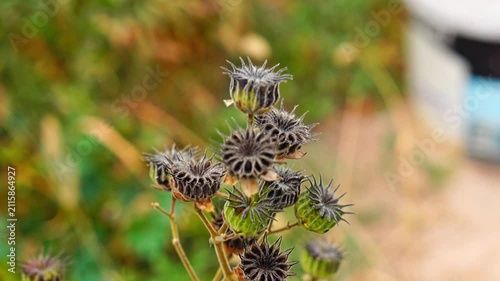 Overview closeup video of dry Abutilon theophrasti plant, also known as velvet leaf, velvet plant, Chinese jute grass, with drying capsules bearing seed pods, on blurred yellow brown green background