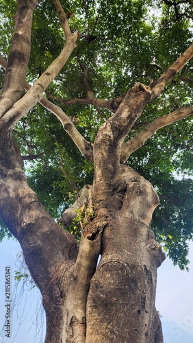 A very leafy tree shot from bottom to top, spanning from the roots embedded in the ground to the branches and foliage set against the sky.