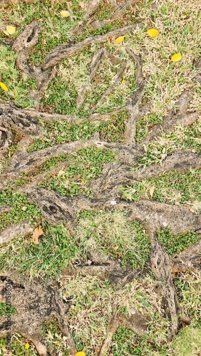 Large tree roots emerging from the ground, surrounded by grass; the tree stands in the center of a public park with a warm tropical climate—even in the morning—making it an ideal spot to refresh the s