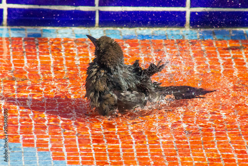 Canvas Print Panama City, Panama – January 30, 2023: Wild bird splashing while bathing in col