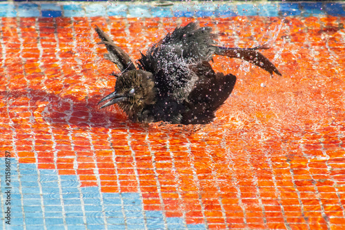 Canvas Print Panama City, Panama – January 30, 2023: Wild bird vigorously bathing and splashi