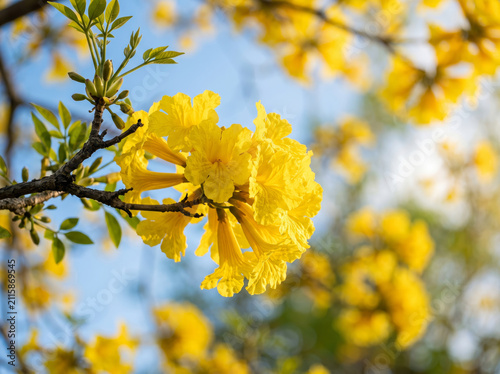 Vibrant yellow flowers blooming against bright blue sunny sky