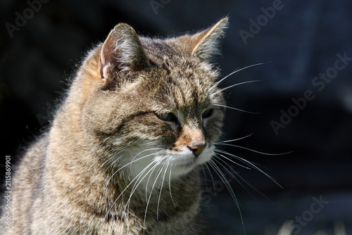 фотографія Hauskatze