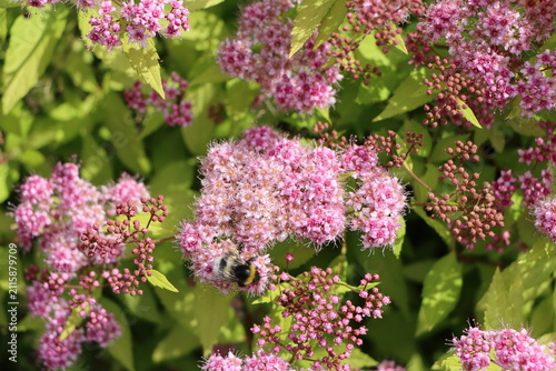 Фотография Japanese meadowsweet (Spiraea japonica) blooming in a garden