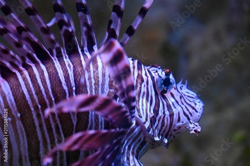 Bild auf Leinwand Detailed profile macro shot of a Red Lionfish (Pterois volitans) head displaying intricate striped patterns, eyes, and venomous dorsal spines
