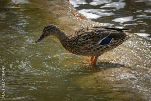 Pato en el estanque