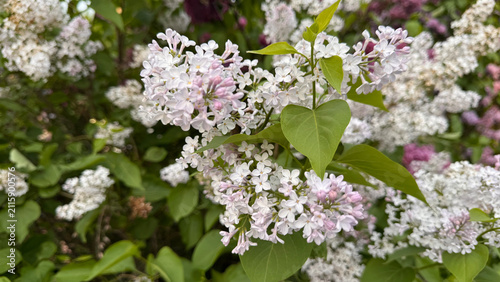 Obraz na płótnie White and pale pink Lilac flower clusters blooming among green heart shaped leaves