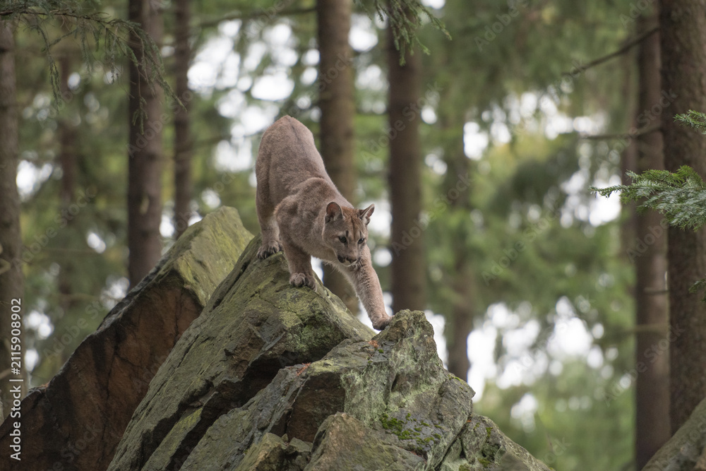 Obraz premium Cougar (Puma concolor), also commonly known as the mountain lion, puma, panther, or catamount. is the greatest of any large wild terrestrial mammal in the western hemisphere.