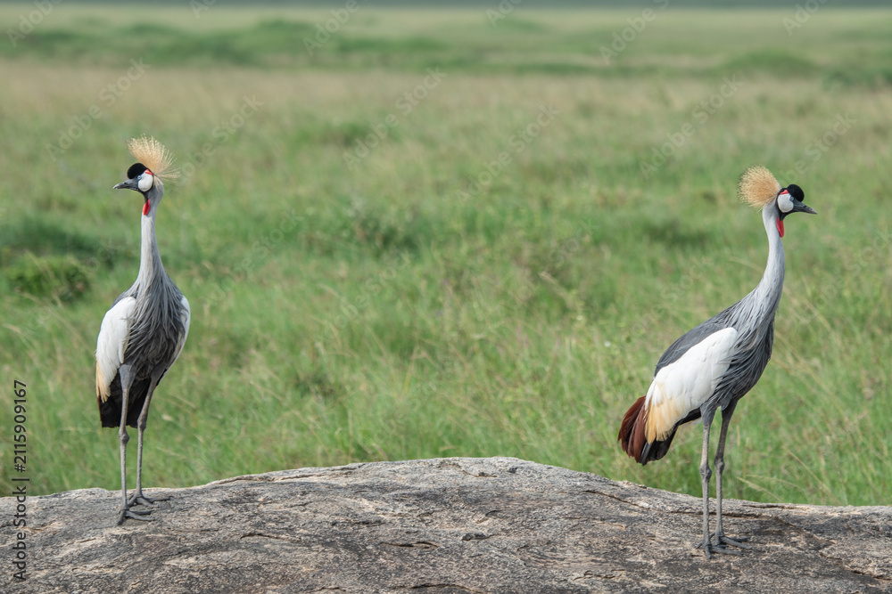 Obraz premium Two grey crowned cranes standing on a rocky outcrop in the african savanna grasslands with wildlife