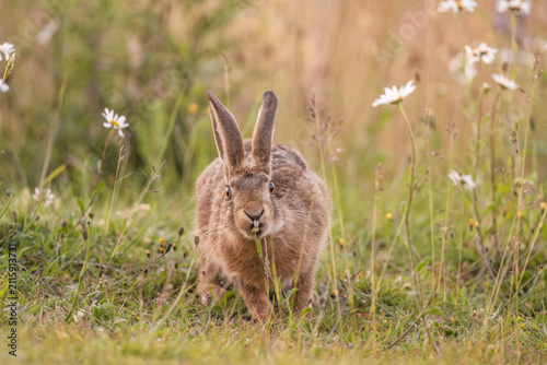 Brown hare in the grass and flowers